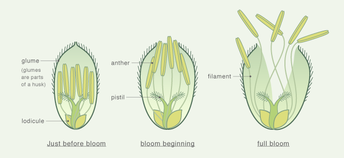 水稻雌雄蕊 rice pistil